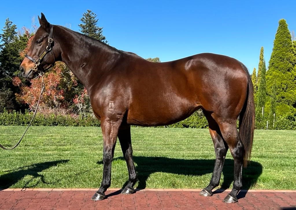 Lot 1162 Lasarla (NZ)