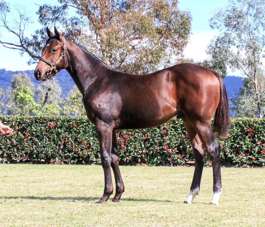 Russian Revolution x Crimson and Clover colt sells for AUD240,000