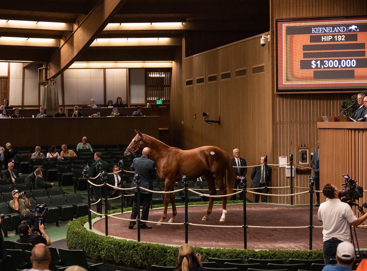 Constitution x Cozze Up Lady colt setting Keeneland alight