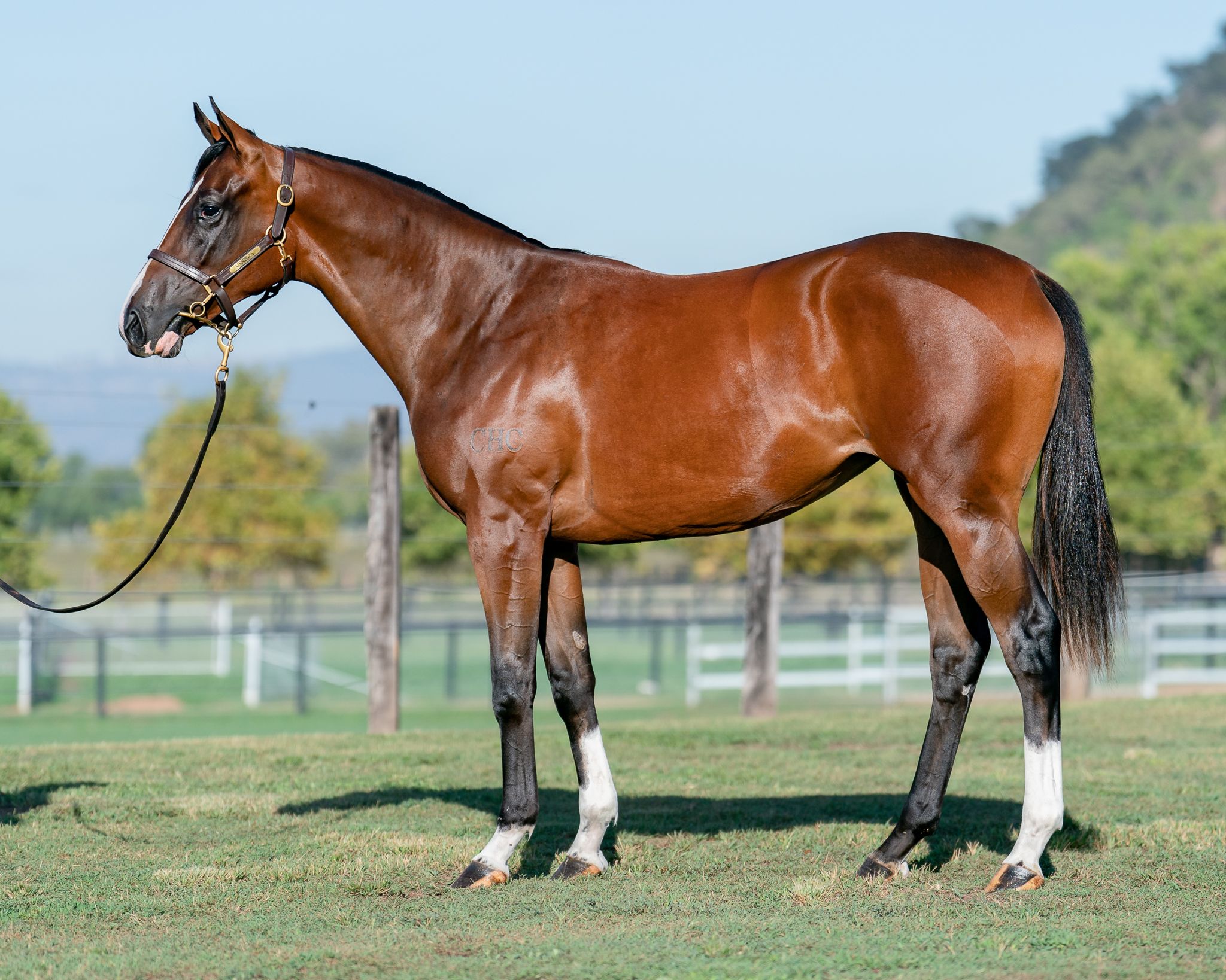 Lot 438 Zoustar filly out of a half-sister to Russian Revolution (G1) and the dam of Home Affairs (G1)