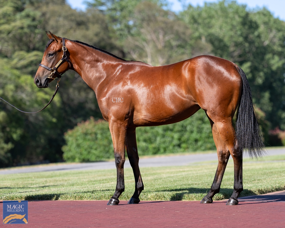 Capitalist x Nurse Kitchen filly is the most expensive filly of the final session and most expensive Capitalist filly of the sale