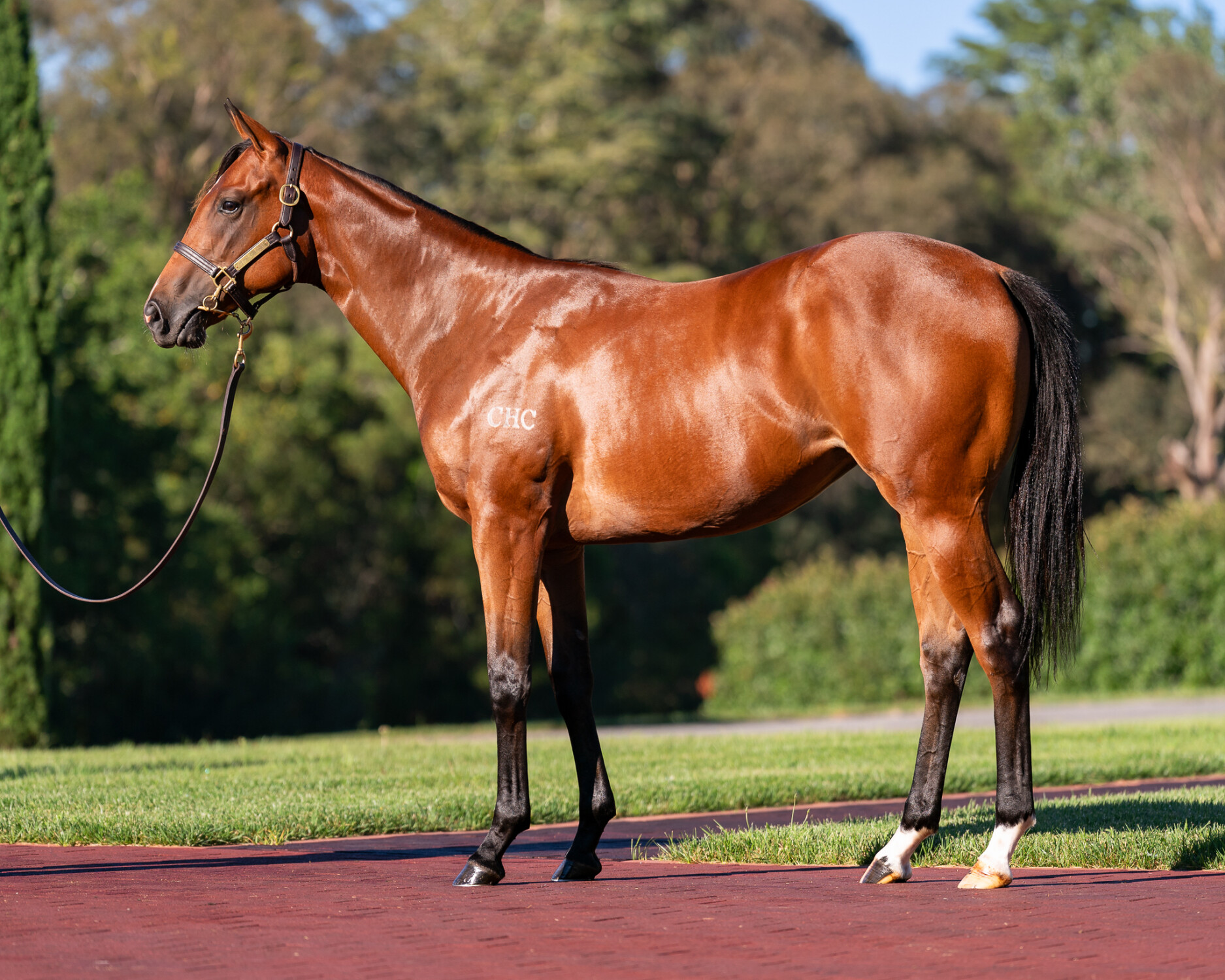 Extreme Choice x Lady Xuxa filly was a much in demand filly on Day 2