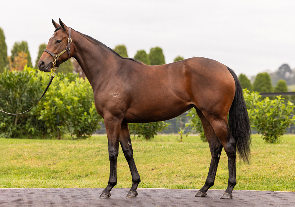 20260409-Autumn Belle