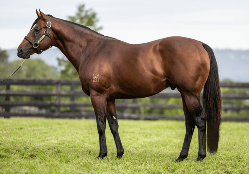 20260519-Stay INside Stallion